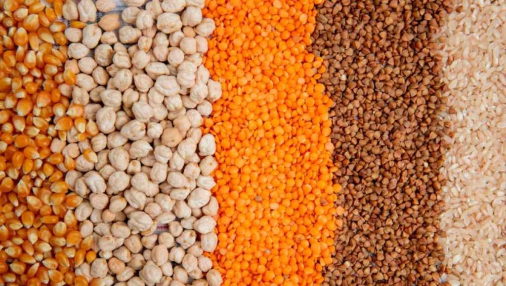 diferentes grãos agrícolas usados na produção brasileira como soja, milho e arroz