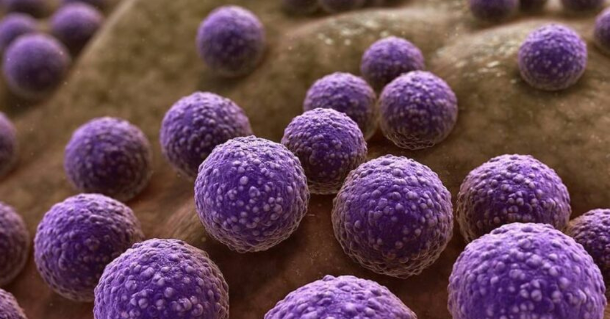 bactéria resistente Staphylococcus aureus em imagem microscópica ampliada - Foto: Reprodução/Redes Sociais