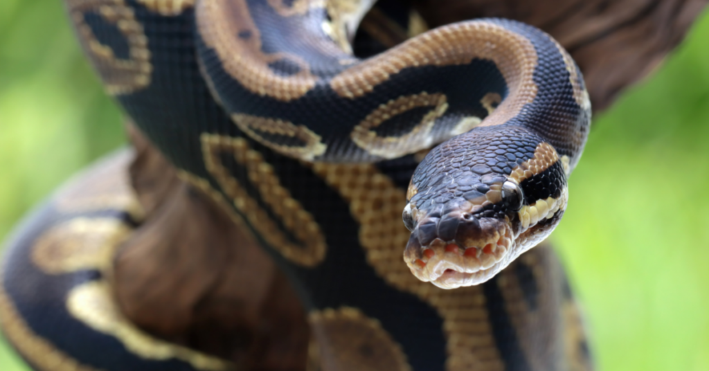 píton enrolada destacando estudo que inspirou novo remédio contra obesidade - Foto: Freepik