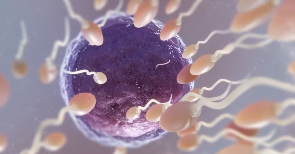 óvulo escolhe espermatozoide durante processo de fertilização humana - Foto: Reprodução/Freepik