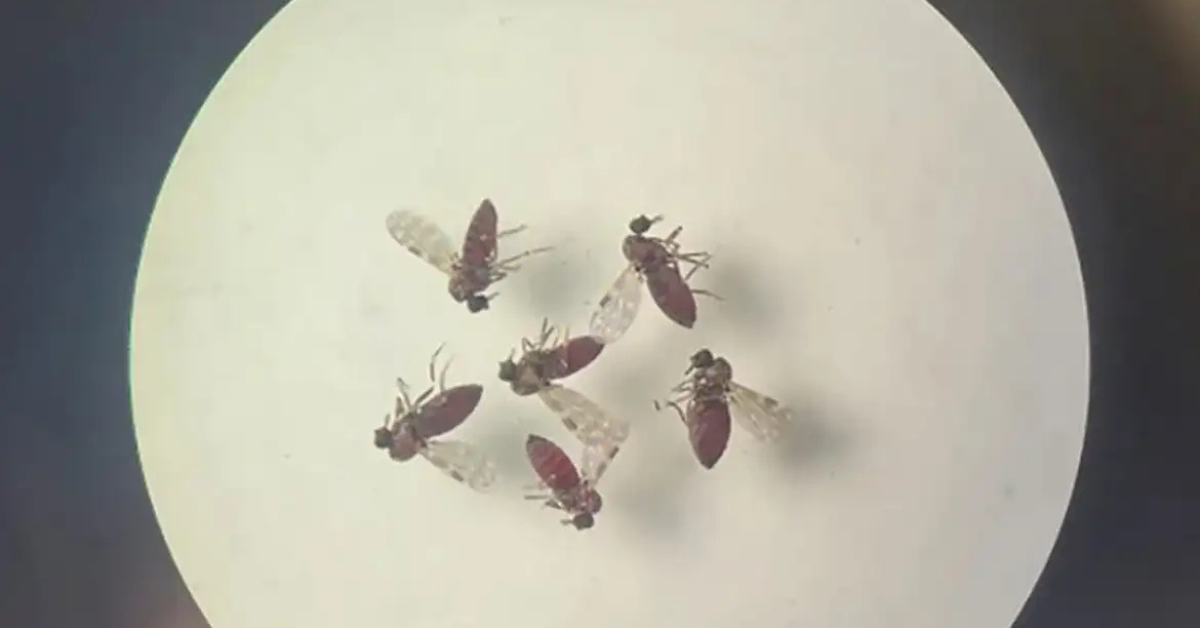 Mosquitos maruim transmissores do vírus Oropouche no Brasil vistos em microscópio - Foto: Bruna Lais Sena do Nascimento/Laboratório de Entomologia Médica/SEARB/IEC