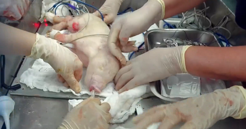 Porco clonado em laboratório da USP durante procedimento de pesquisa em xenotransplante no Brasil - Foto: Reprodução/ Jornal Nacional