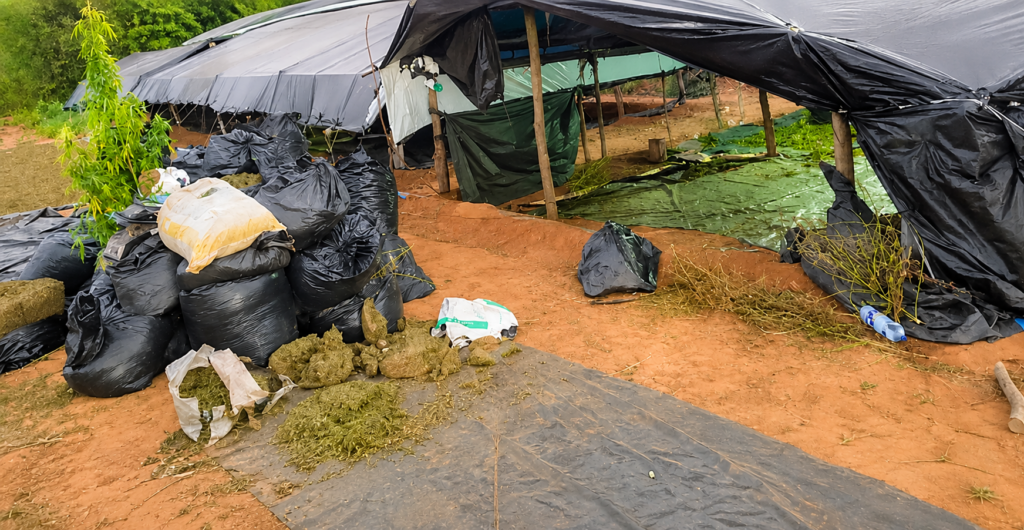 Policiais encontraram estrutura usada em plantação de maconha em Acopiara, no Ceará; caso motivou investigação sobre procedimentos adotados durante a operação.